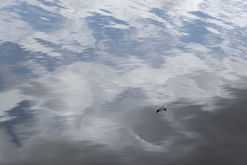 A single feather sits on a pond while the water reflects the clouds above.