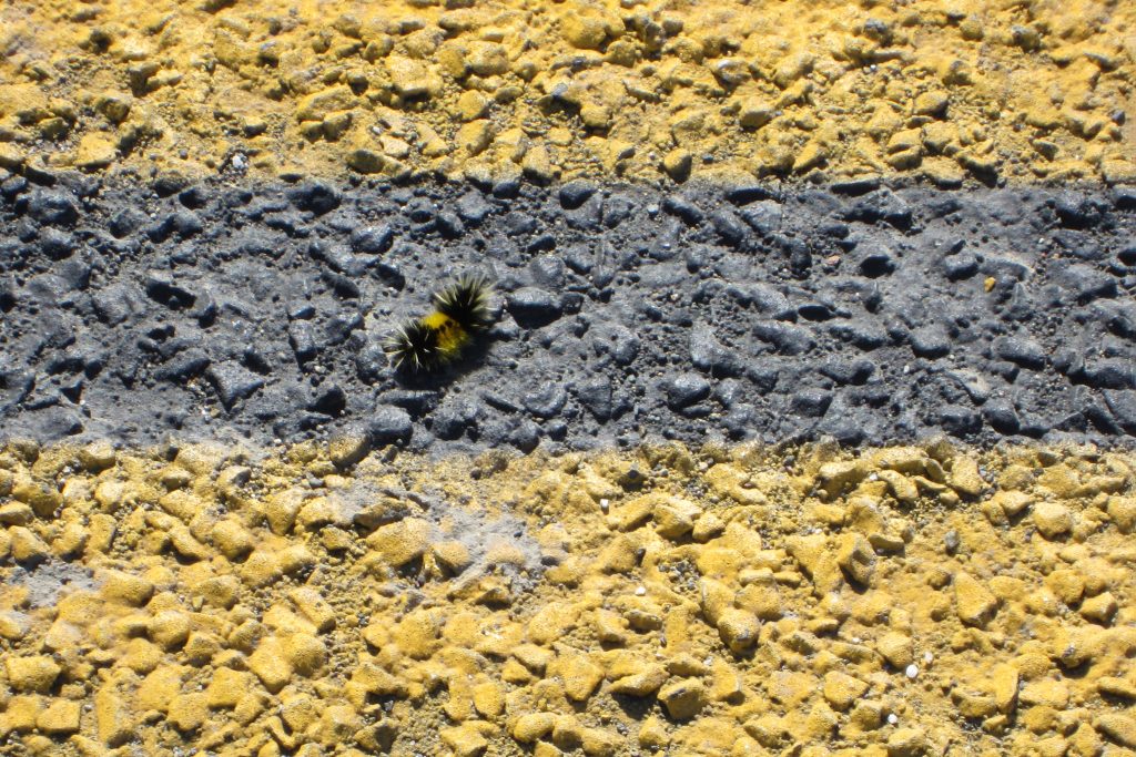 A caterpillar with dark ends and a yellow mid section sits on the center line of a road between the yellow lines.