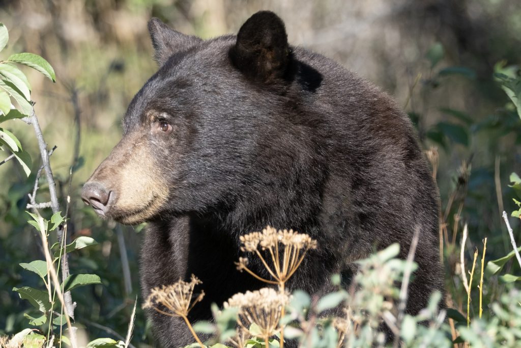 Head and shoulder of a brown bear looking to its right with a slightly bloodshot eye.