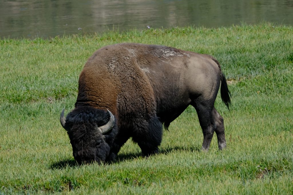 A large male bison mows the green grass in front of a pond.