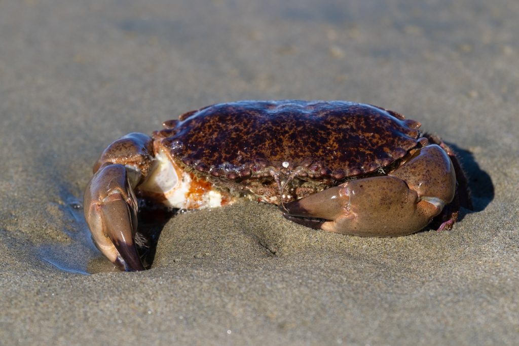 A large crab with sun glistening on its shell rests on the wet sand.