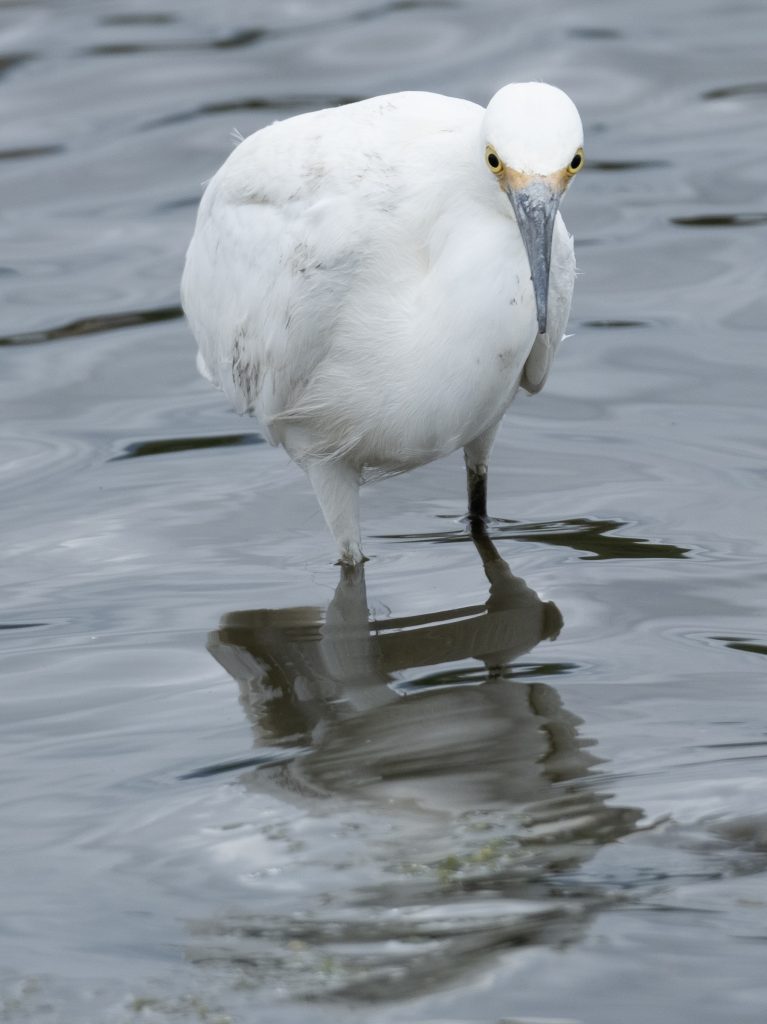 A white bird stands knee deep in the water, both yellow eyes with large pupils showing over its mud covered beak.