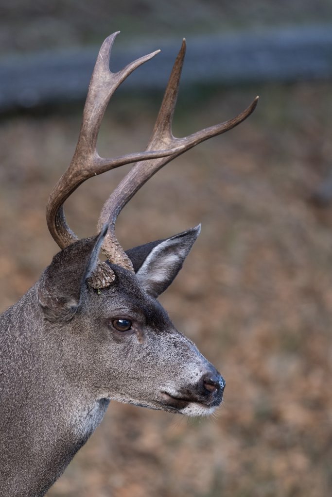 Closeup of a deer with the wood-like grain of the antlers apparent.