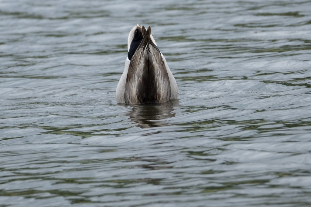 The bottom half of a partially submerged duck points upward while reflecting in the small waves of a pond.