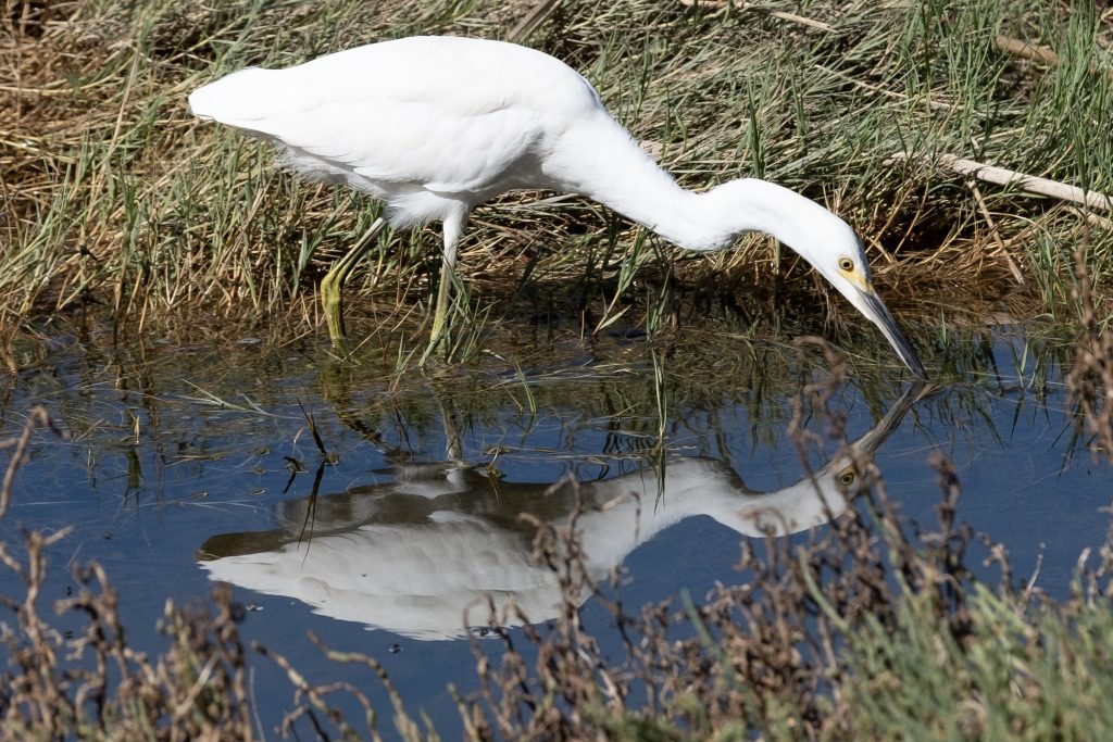 An egret stretches its long neck,  beak touching the water, with its reflection from underneath