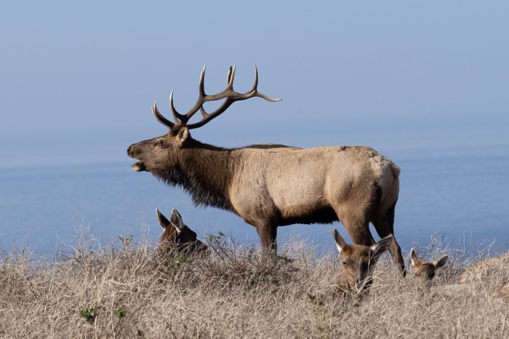 A male fully horned elk brays while surrounded by three of his clan, in front of the Pacific Ocean and blue sky. 