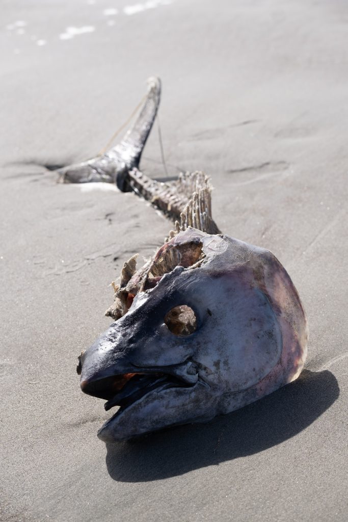 The skeleton of a large fish rests in the sunlight on the smooth sand.