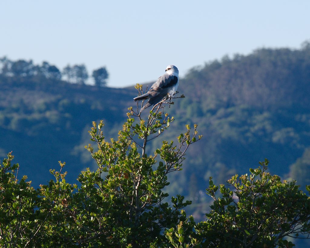 A hunting bird perches on a bush top, gazing back toward the sunlight, with a large hill in the background.