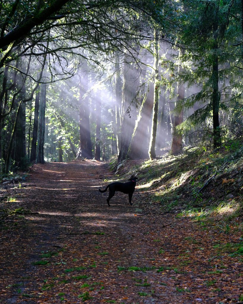 A black dog stands on a leaf strewn path, looking up at the sunbeams streaming through the tall trees.