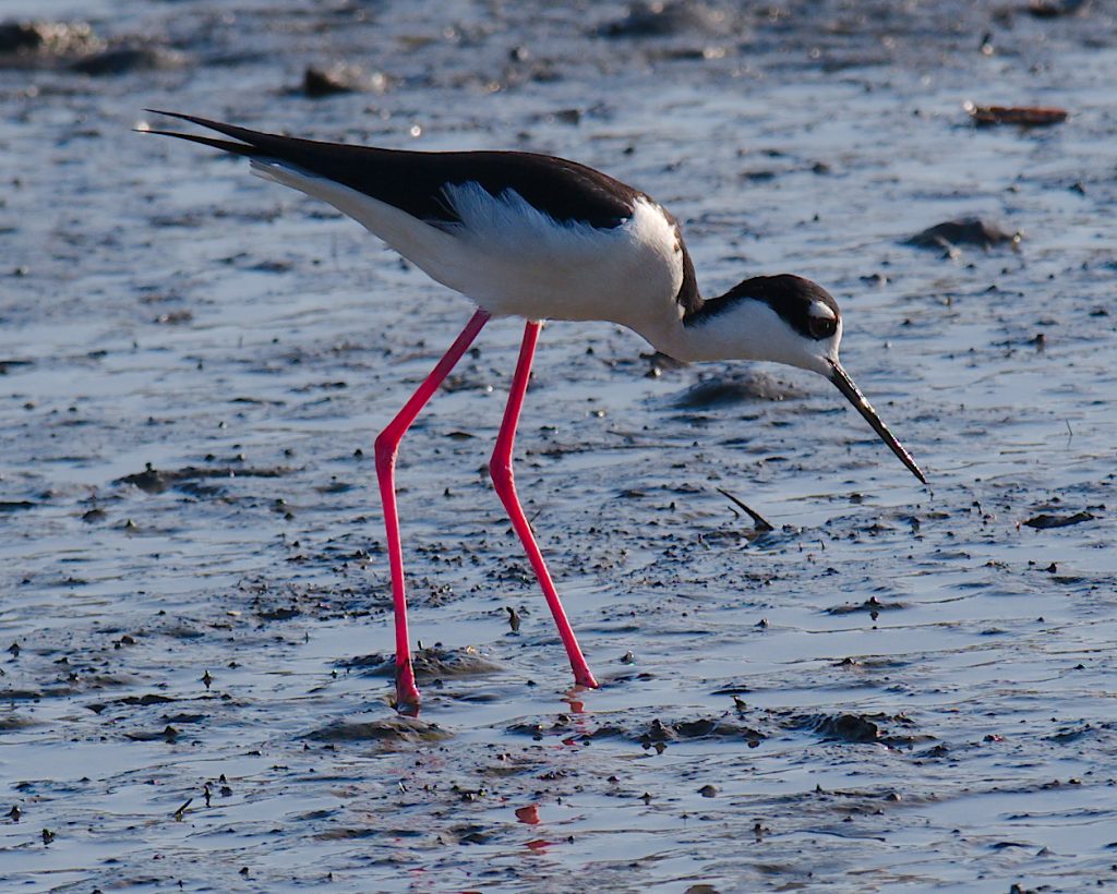 A sea bird with a long sharp beak and bright reddish legs looks for food in the wet mud.