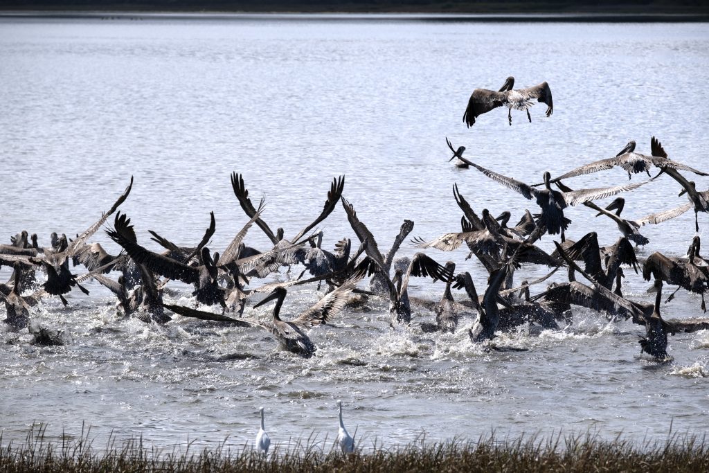 A flock of pelicans take off away from the shore of a lagoon, whatched by two egrets on shore