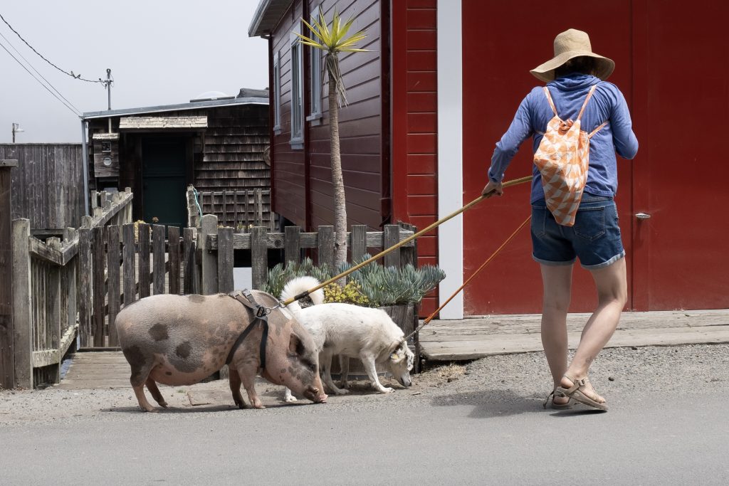 A medium sized dog and a large pig are being taken for a walk in front of a natural wooden gate and fence, next to a red house.