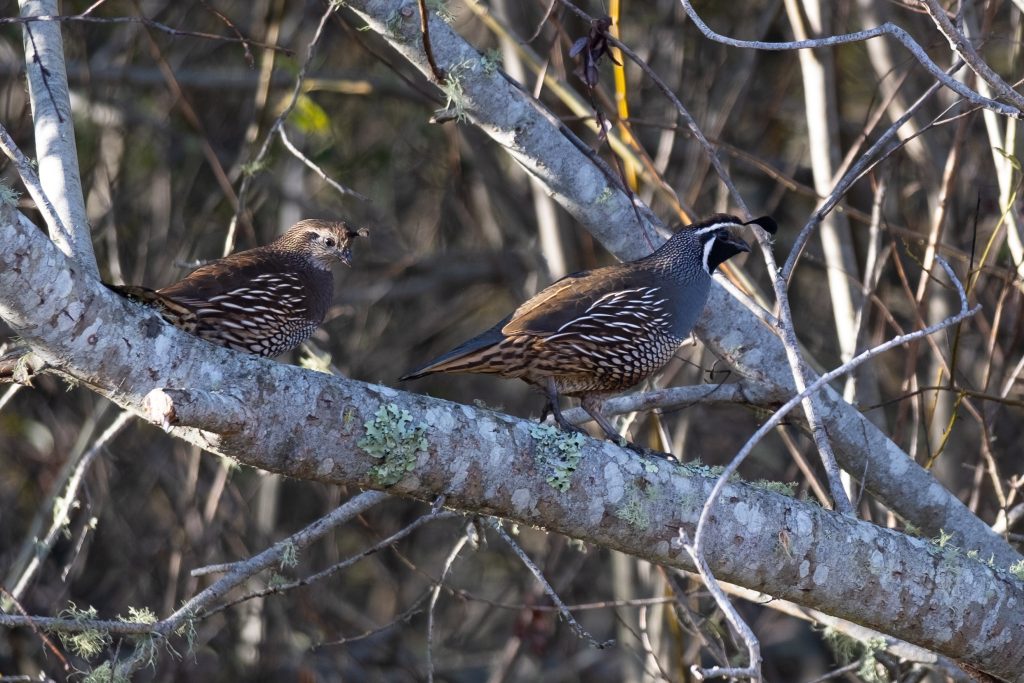 A quail couple rest on a lichen covered tree limb with streaks of sunshine illuminating them and the thick brush behind them.