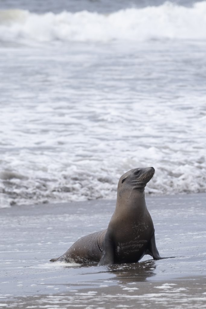 Just barely onshore, a seal lifts its head up to survey the beach as waves crash behind it.