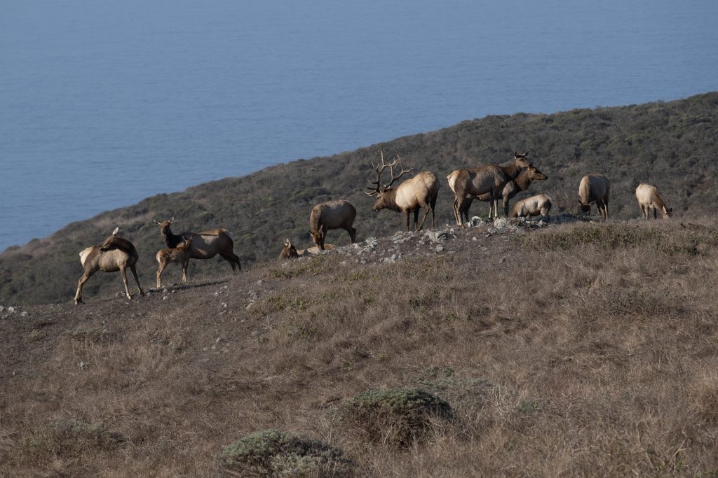 A heard of Tule Elk graze on a ridge above the sea, bathed in the morning light.