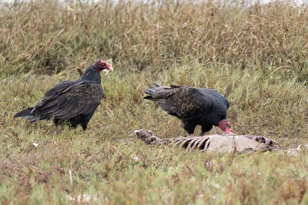 A turkey vulture waits its turn while another feasts on a carcass in a clearing in the tall grass. 