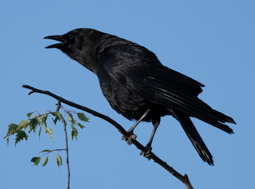 A raven cries out from the top branch, the blue sky behind and the sun revealing the texture of its feathers. 