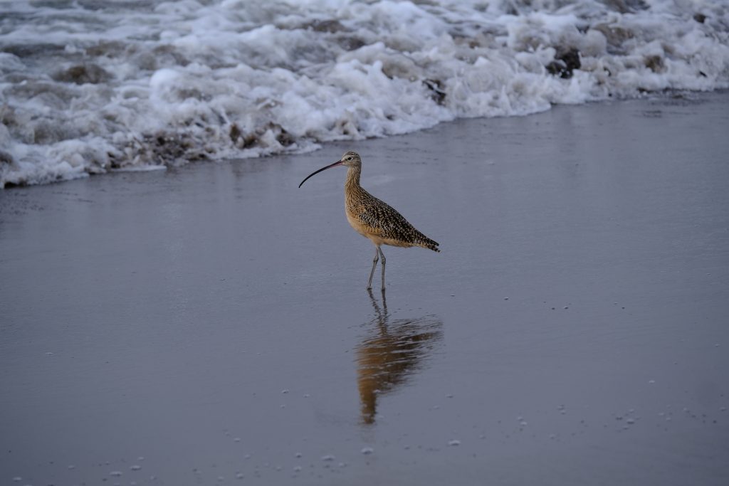 A hook-beaked sea bird stands with its reflection in the wet sand, as waves crash a few feet away.