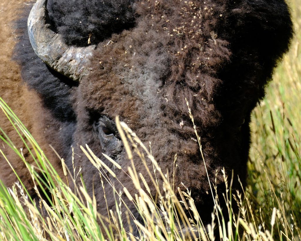 A bison damaged from the rutting season eats the tall grass.  It is missing one horn and its face is full of weed seeds.