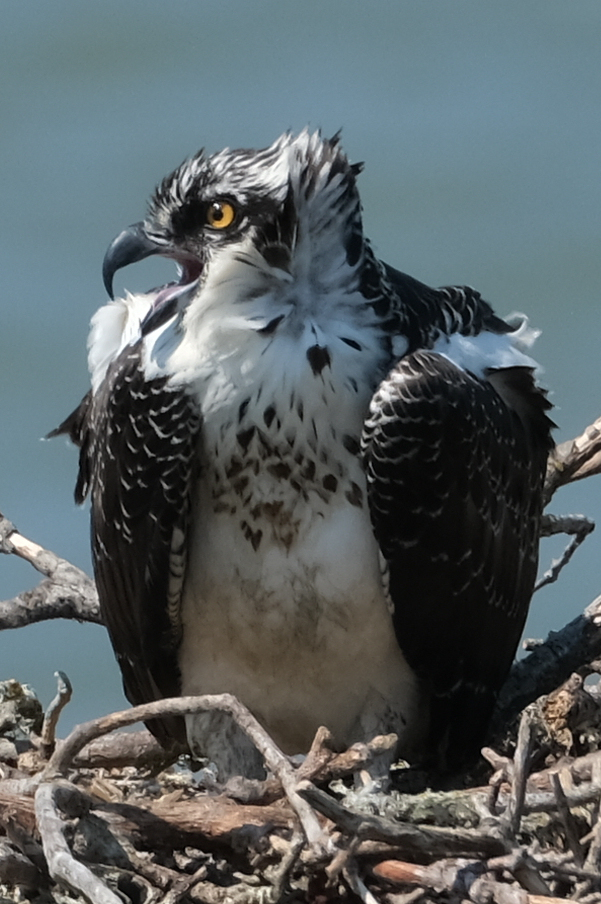 Osprey Fledge cries in nest with neck feathers rustled by the wind