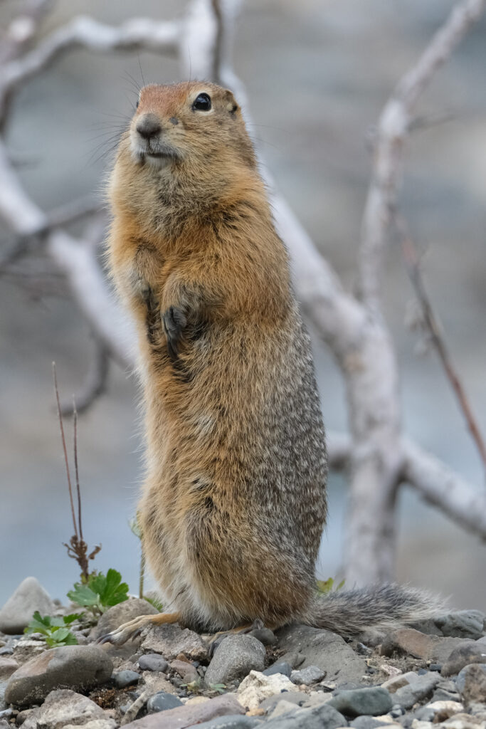 Arctic squirrel stands on hind legs sniffing