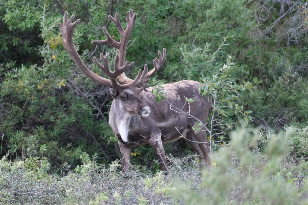 Caribou turns toward the viewer, it's large rack and waddle visible. It has a white nose. 